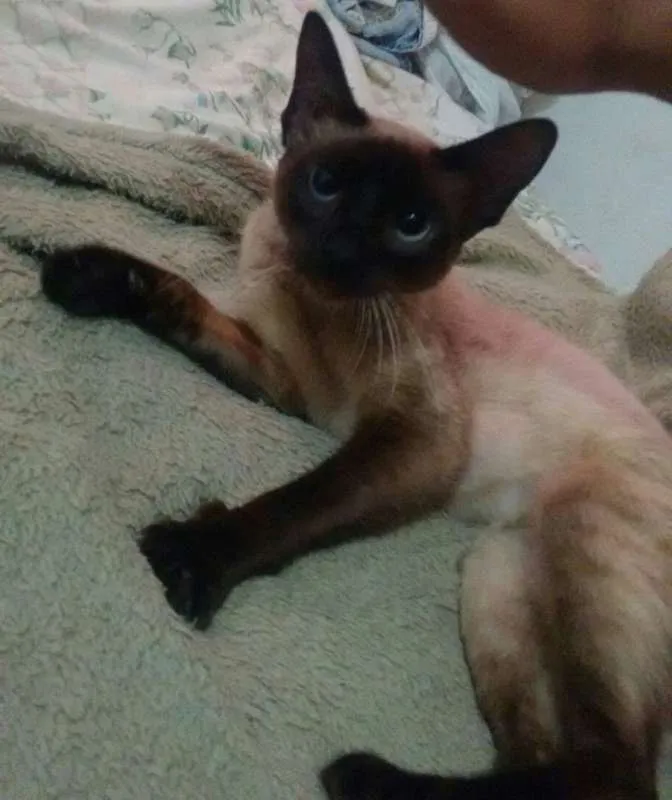 Gato ra a Siamês idade 2 a 6 meses nome Sem nome