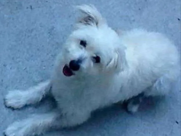 Cachorro ra a Coton idade 1 ano nome Mel