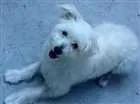 Cachorro raça Coton idade 1 ano nome Mel