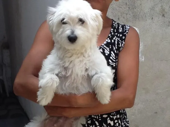 Cachorro ra a Coton idade 1 ano nome Mel