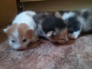 Gato raça Indefinida idade Abaixo de 2 meses nome Sem nome 