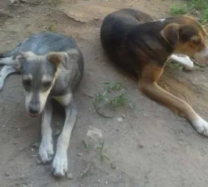 Cachorro raça VIRA LARA  idade 1 ano nome TOBE, ALBINO ETC