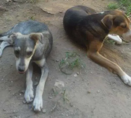 Cachorro raça VIRA LARA  idade 1 ano nome TOBE, ALBINO ETC