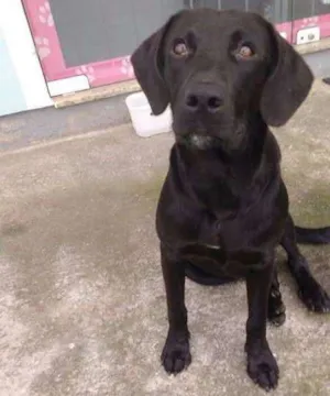 Cachorro raça Labrador mestiço idade 7 a 11 meses nome Valmor