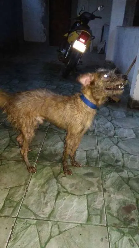 Cachorro raça SRD idade 5 anos nome Lucky