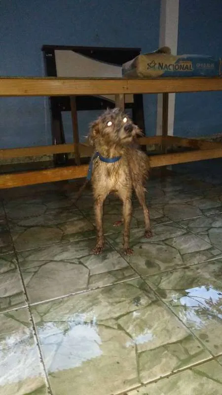 Cachorro raça SRD idade 5 anos nome Lucky