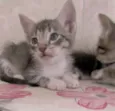 Lindos Filhotinhos