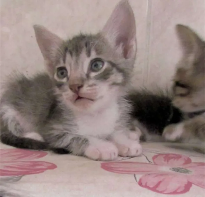 Gato raça  idade Abaixo de 2 meses nome Lindos Filhotinhos