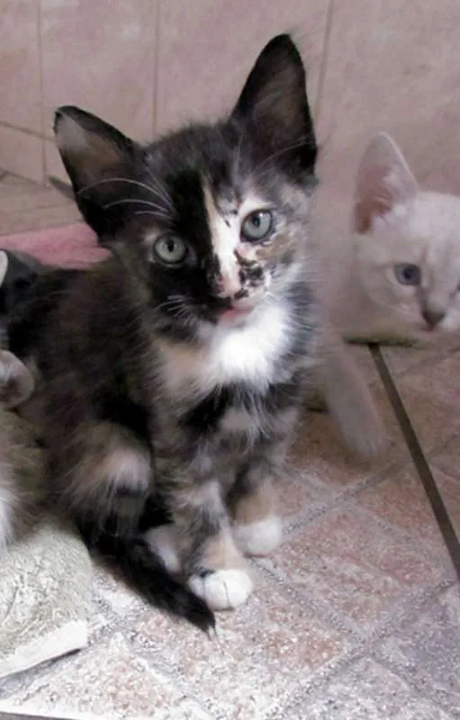 Gato raça  idade Abaixo de 2 meses nome Lindos Filhotinhos