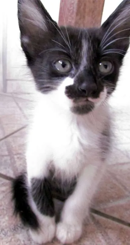 Gato raça  idade Abaixo de 2 meses nome Lindos Filhotinhos