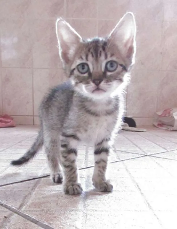 Gato raça  idade Abaixo de 2 meses nome Lindos Filhotinhos