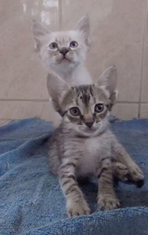 Gato raça  idade Abaixo de 2 meses nome Lindos Filhotinhos