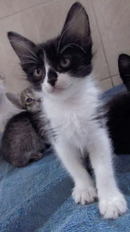 Gato raça  idade Abaixo de 2 meses nome Lindos Filhotinhos