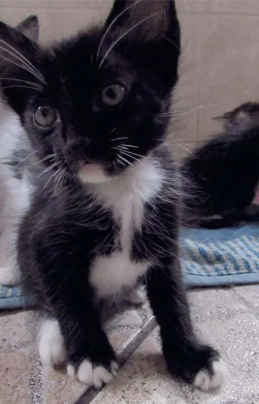 Gato raça  idade Abaixo de 2 meses nome Lindos Filhotinhos