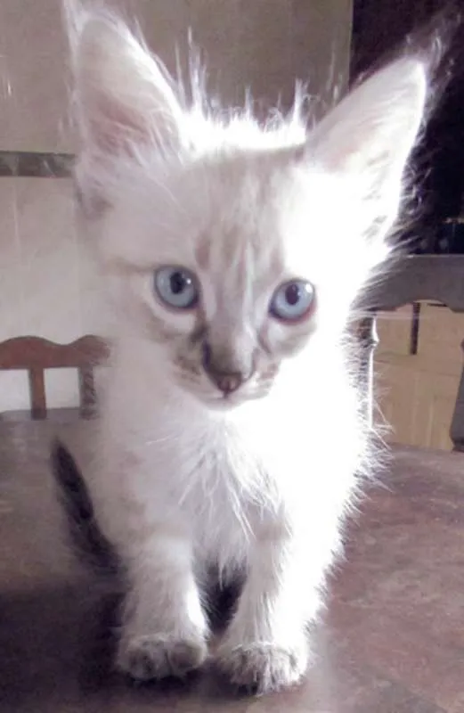 Gato raça  idade Abaixo de 2 meses nome Lindos Filhotinhos