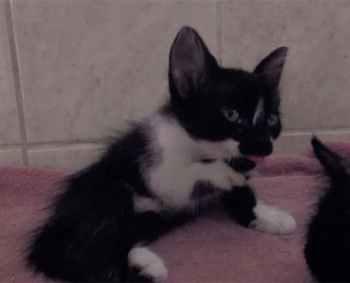 Gato raça  idade Abaixo de 2 meses nome Lindos Filhotinhos
