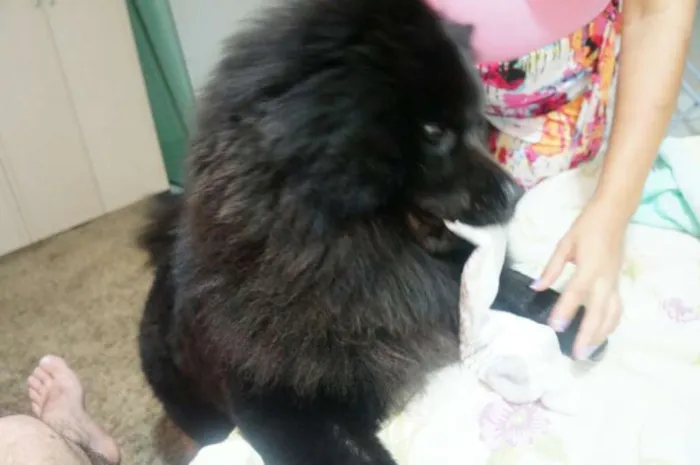 Cachorro raça Chow Chow idade 2 anos nome jorge