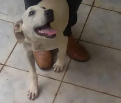 Cachorro raça Vira lata idade 7 a 11 meses nome Madona