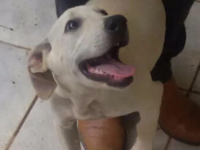 Cachorro raça Vira lata idade 7 a 11 meses nome Madona