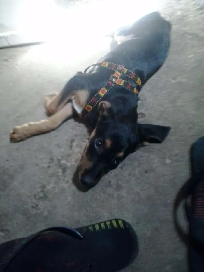 Cachorro raça SRD idade 7 a 11 meses nome Spyke