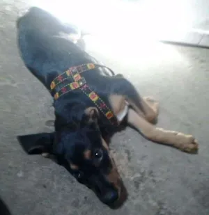 Cachorro raça SRD idade 7 a 11 meses nome Spyke