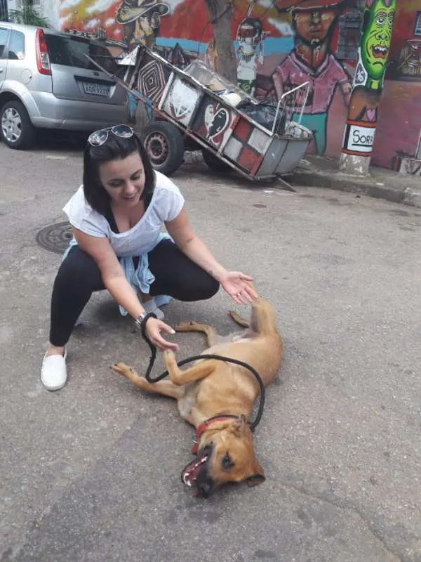 Cachorro ra a SRD idade 1 ano nome Bernardo