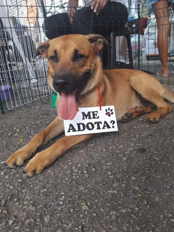 Cachorro ra a SRD idade 1 ano nome Bernardo