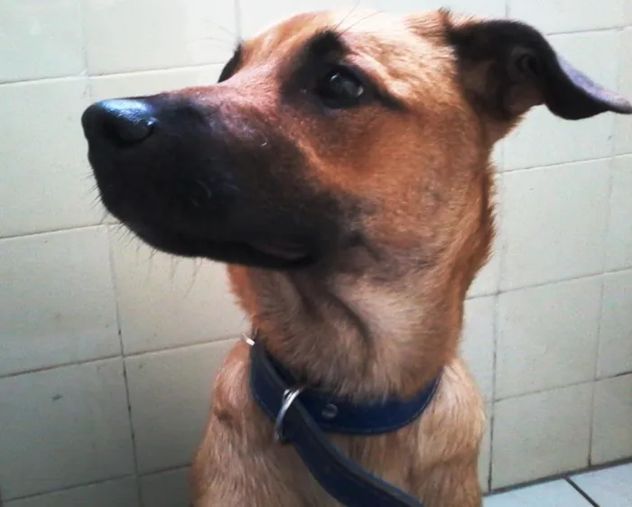 Cachorro ra a SRD idade 1 ano nome Bernardo
