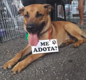 Cachorro raça SRD idade 1 ano nome Bernardo