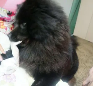 Cachorro raça Chow Chow idade 2 anos nome jorge