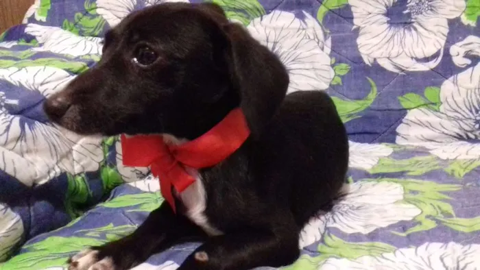 Cachorro ra a Vira-lata  idade 2 a 6 meses nome Não tem nome