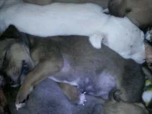Cachorro raça Indefinida idade Abaixo de 2 meses nome Sem nomes