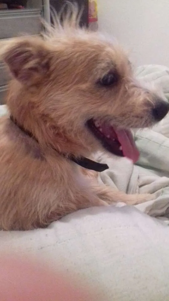 Cachorro ra a Ilhasa/vira lata misturado idade 1 ano nome Fred