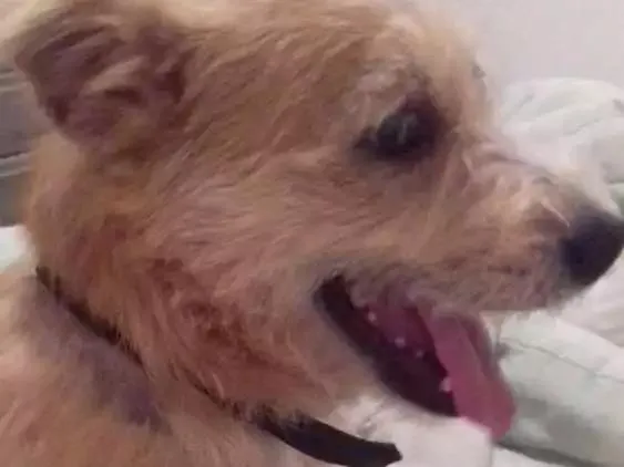 Cachorro ra a Ilhasa/vira lata misturado idade 1 ano nome Fred