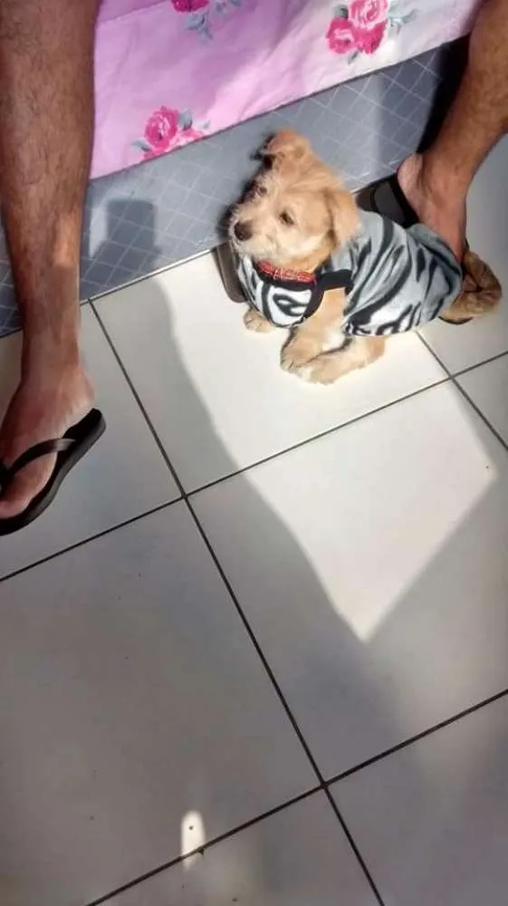 Cachorro ra a Ilhasa/vira lata misturado idade 1 ano nome Fred