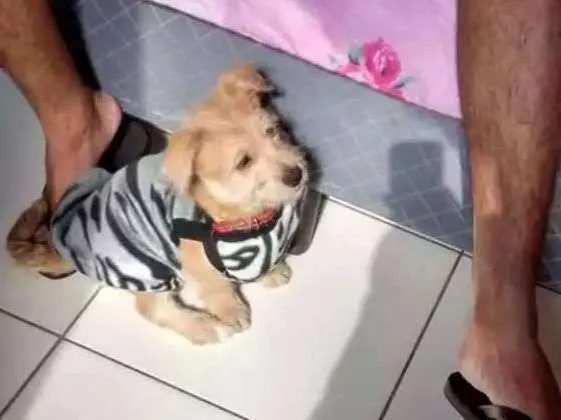 Cachorro ra a Ilhasa/vira lata misturado idade 1 ano nome Fred