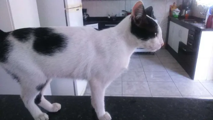 Gato ra a vila-lata idade  nome bacon