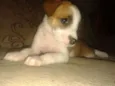 bolinha