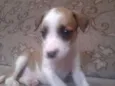 bolinha