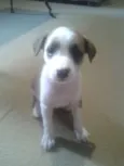 bolinha