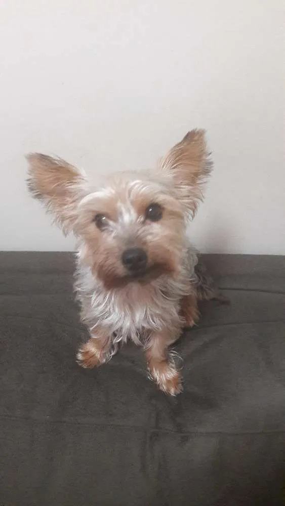 Cachorro ra a Yorkshire idade 3 anos nome Astro 
