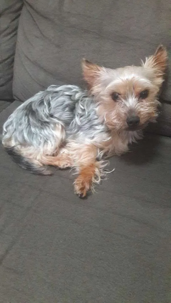 Cachorro ra a Yorkshire idade 3 anos nome Astro 