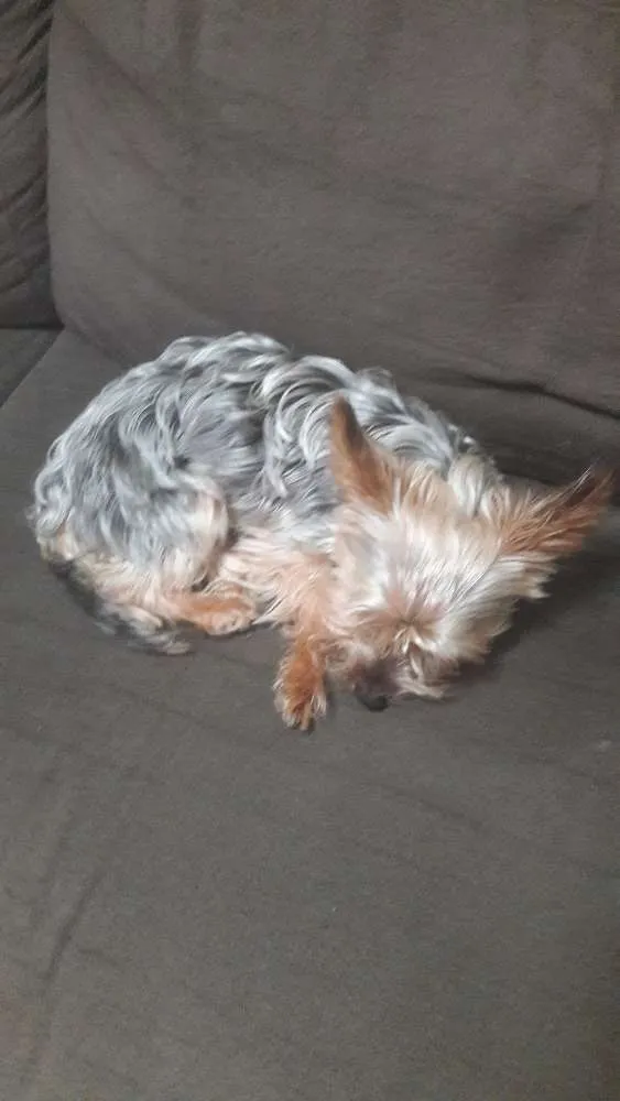 Cachorro ra a Yorkshire idade 3 anos nome Astro 
