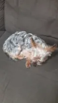 Astro