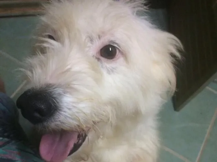 Cachorro ra a Poddle com vira lata idade 6 ou mais anos nome Shena