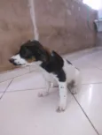 bob