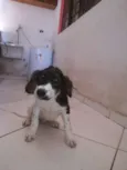 bob