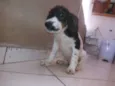 bob