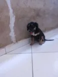 bob