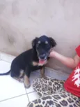 bob
